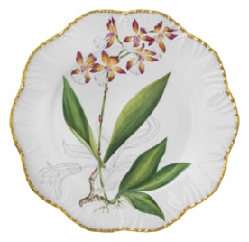 Pinto, Histoire d’Orchidées, Dinner plate, oncidium lanceanum