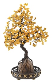 Pinto, Vieux Kyoto, Bonsai katsura