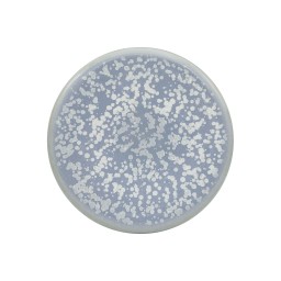 Jaune de Chrome, Song Ocean, Bubble mini flat plate