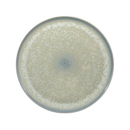 Jaune de Chrome, Song Perle, Dinner plate, slim