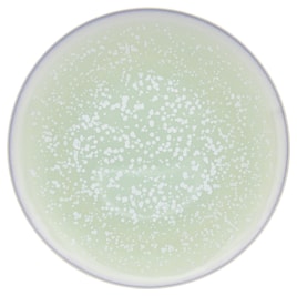 Jaune de Chrome, Song Amande, Gourmet plate