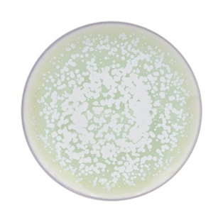 Jaune de Chrome, Song Amande, Dessert plate