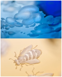 Theresienthal, Planet Earth, Tumbler large, bee engravings