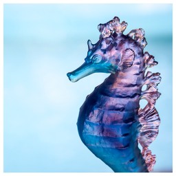 Daum, Mer de Corail sculptures, Blue pink seahorse