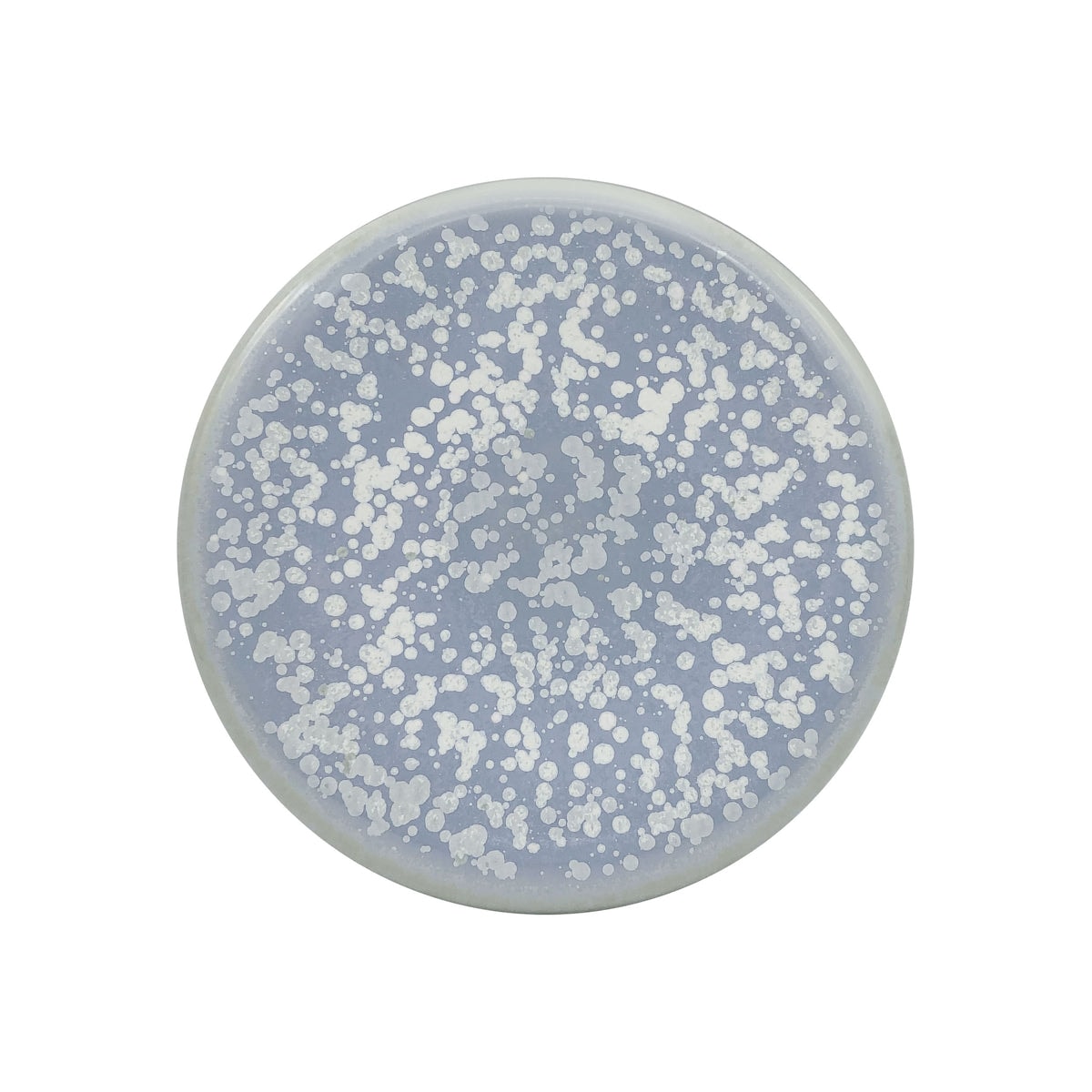 Jaune de Chrome, Song Ocean, Bubble mini flat plate