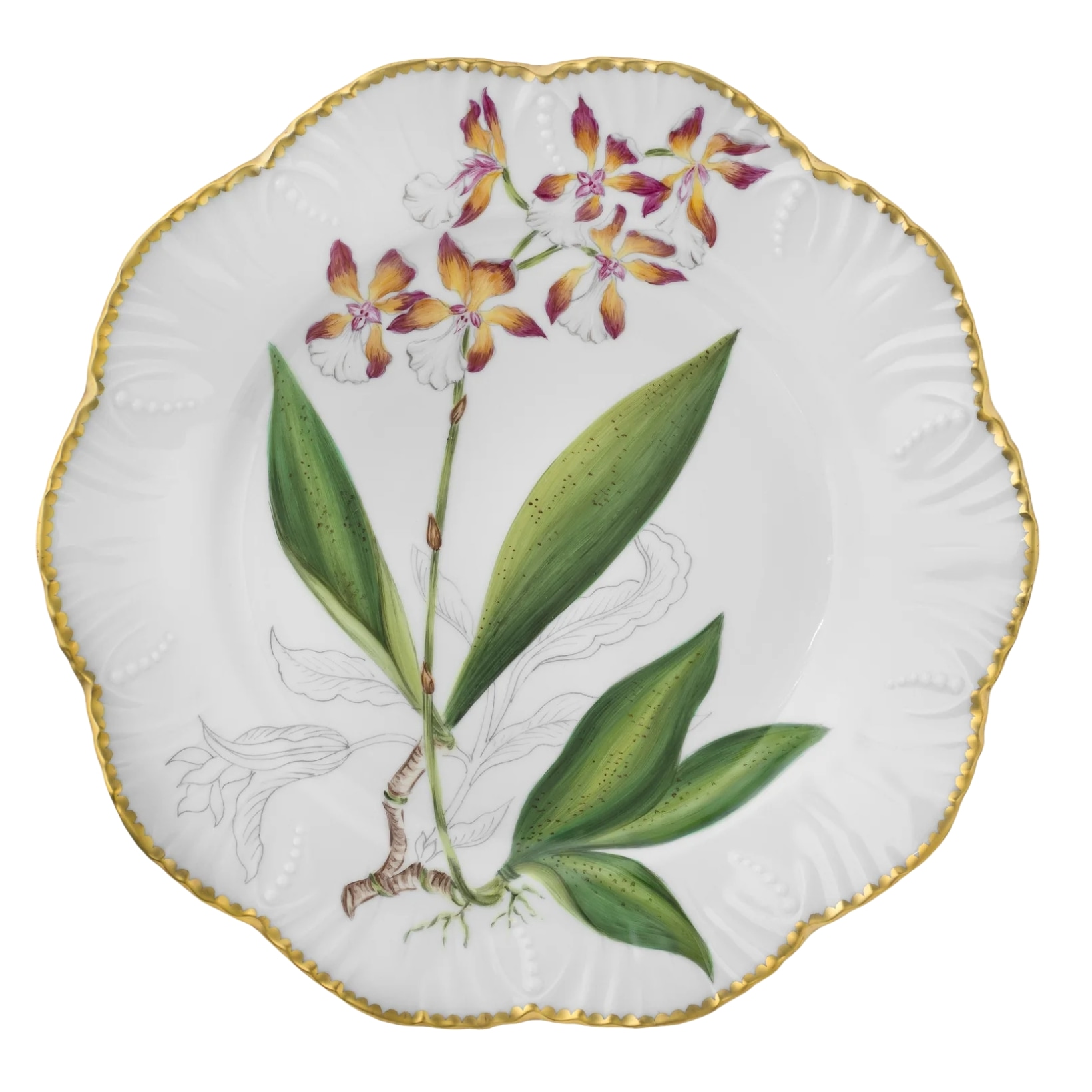 Pinto, Histoire d’Orchidées, Dinner plate, oncidium lanceanum